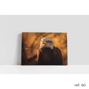 Quadro de Animais