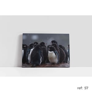 Quadro de Animais