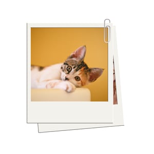 Foto Polaroid Microporoso 260g 7x9cm  Laminação Brilho  