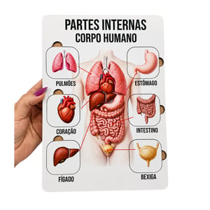 Brinquedo Educativo Tabuleiro Encaixe Partes Intgernas do Corpo Humano  Mdf