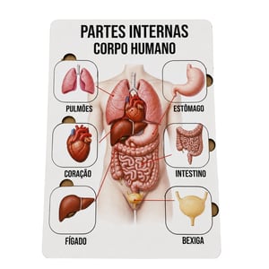 Brinquedo Educativo Tabuleiro Encaixe Partes Intgernas do Corpo Humano  Mdf MDF 27cm x 19cm    