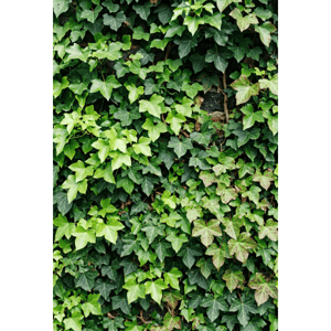 CAPA FUNDO FOTOGRÁFICO VERTICAL MURO INGLÊS | TECIDO PREMIUM | VÁRIOS MODELOS - 1.50X2.20CM